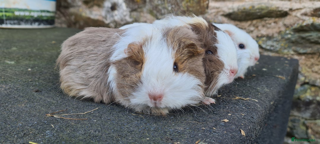 Guinea Pig rodents for sale: Pure sheltie guinea pigs - Image 3