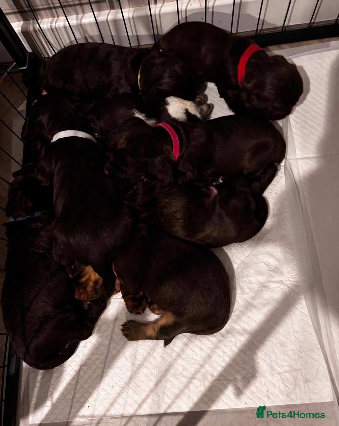 Cocker Spaniel dogs for sale: 8 beautiful cocker Spaniel puppies  - Advert 2