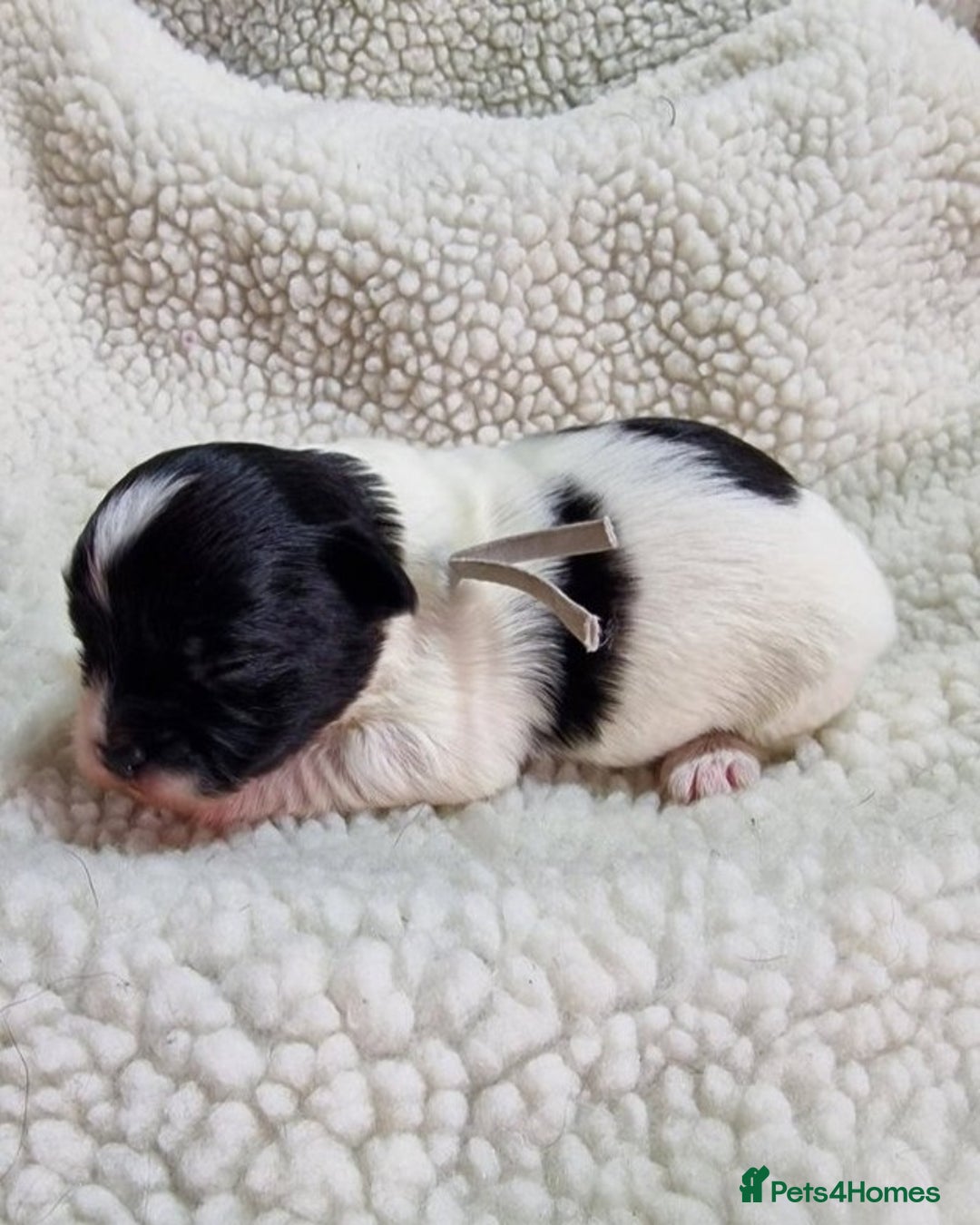 Mixed Breed dogs for sale: Male BieChi Biewer Terrier x Chihuahua pup  - Advert 9