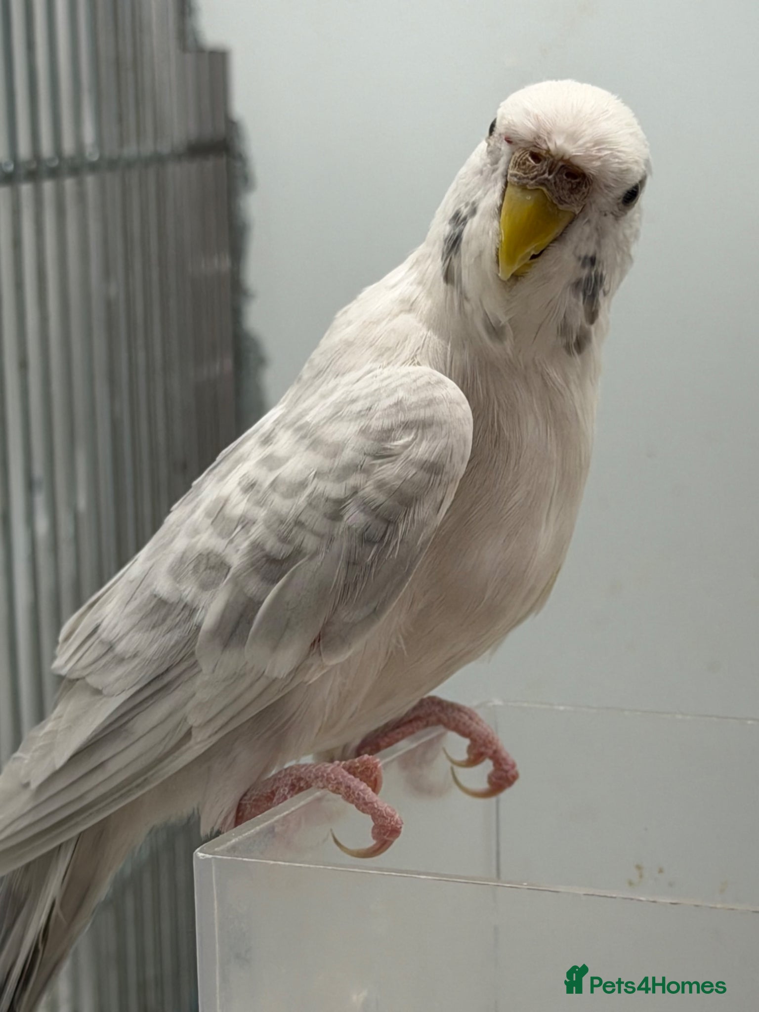 Budgerigars birds Adult Budgies - Male and Female  - Advert 13