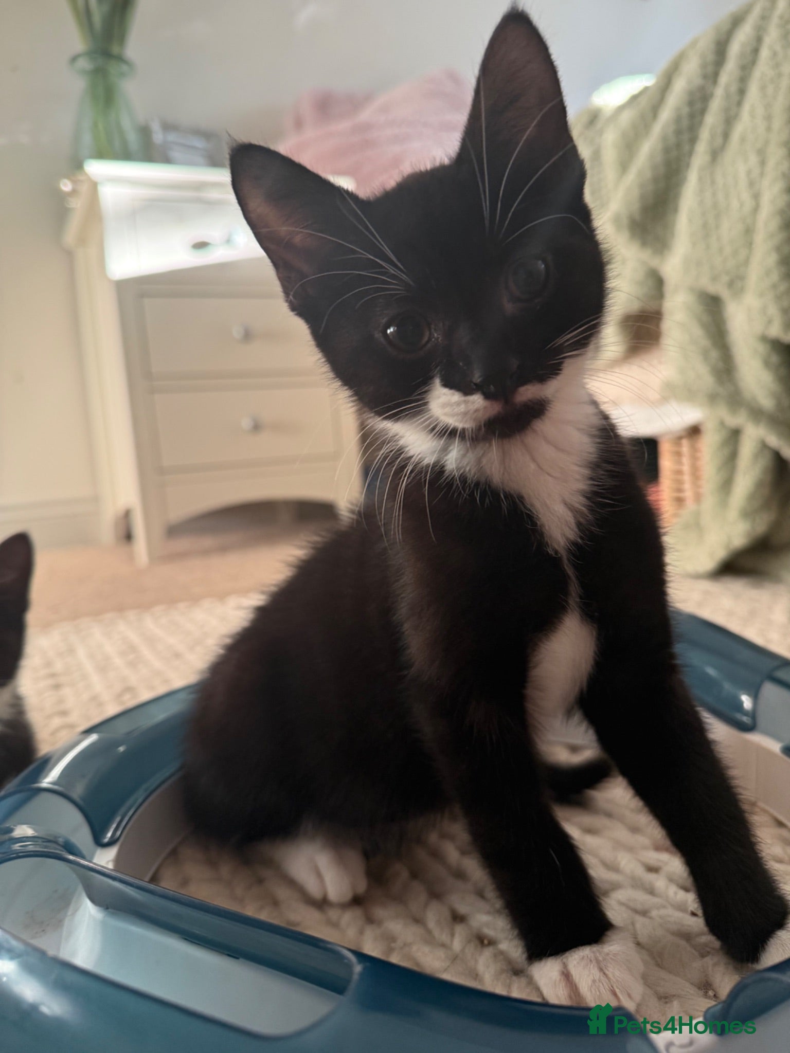 Mixed Breed cats Kittens looking for their PURRfect forever homes - Advert 1