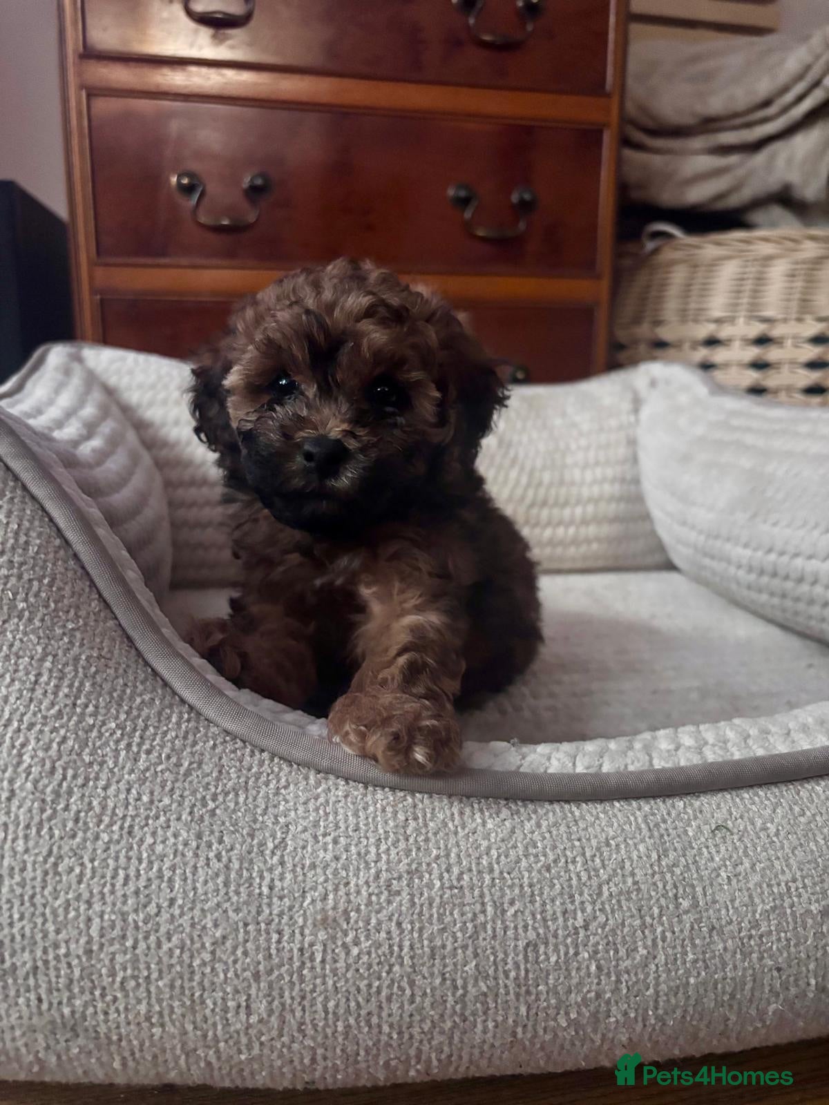 Mixed Breed dogs Shihpoo x Cockapoo little girl looking for 🏡 - Advert 5