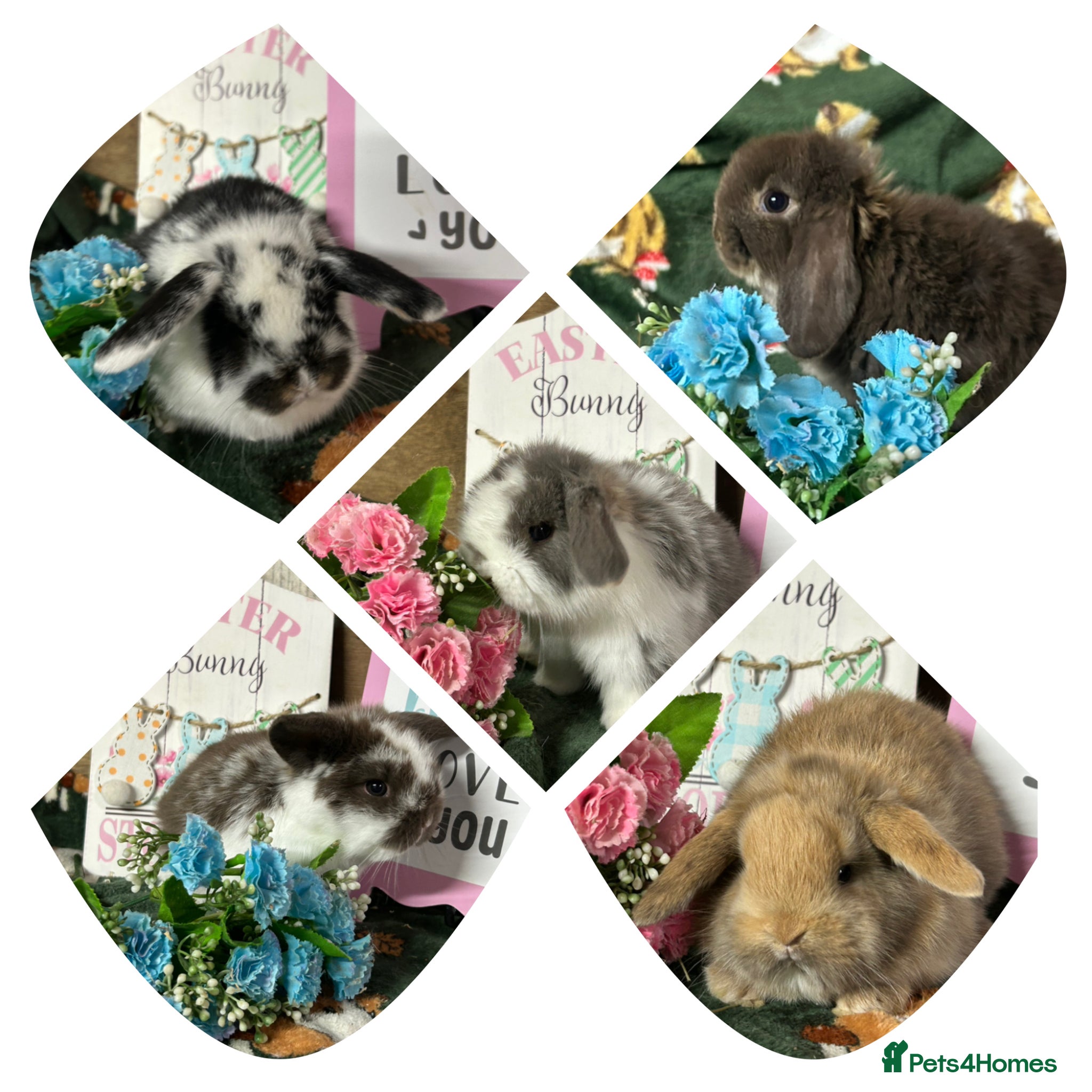 Mini Lop rabbits Beautiful Baby Mini Lops for sale  - Advert 3