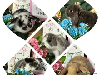 Mini Lop rabbits Beautiful Baby Mini Lops for sale - Advert 1