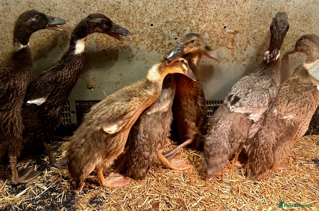 Ducks poultry for sale: Indian Runner Ducks - READY NOW - Advert 6