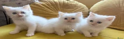 Mixed Breed cats for sale: Ragdoll x Persian  - Advert 11