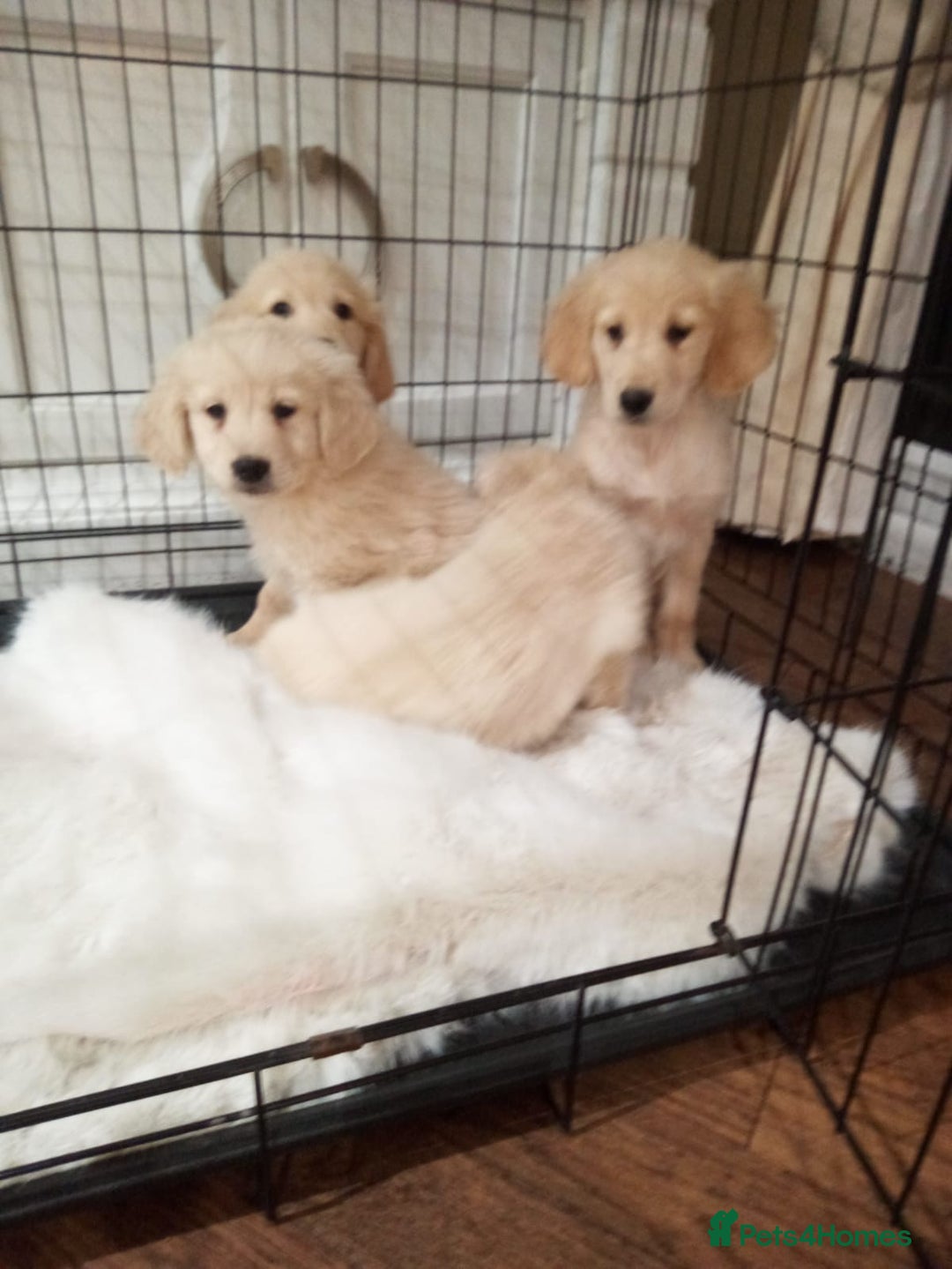 Golden Retriever dogs for sale: KC registered golden retrievers for sale  - Advert 12