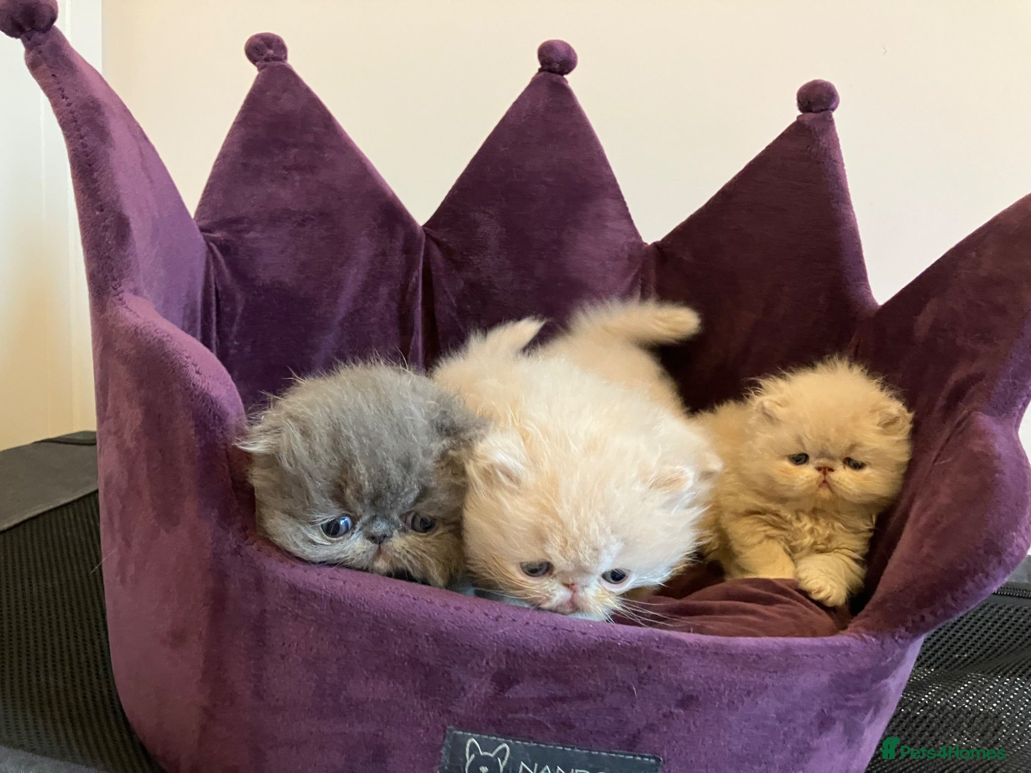 Persian cats Noushafarin GCCF hobby breeder - Advert 2
