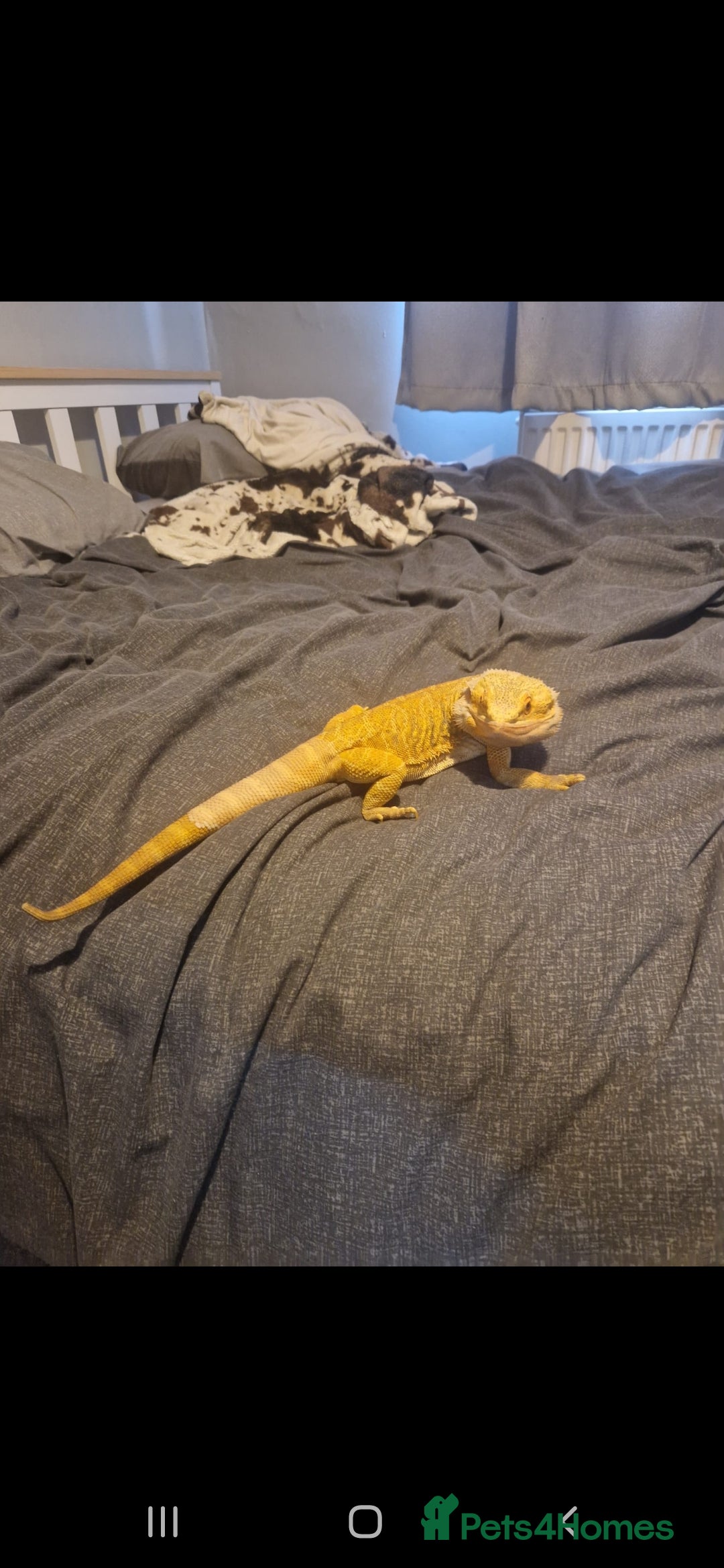 Bearded Dragon reptiles for sale: Male leather back bearded dragon - Image 8