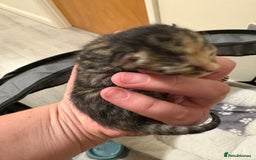 Domestic Shorthair cats for sale: Kitten for sale  - Image 1