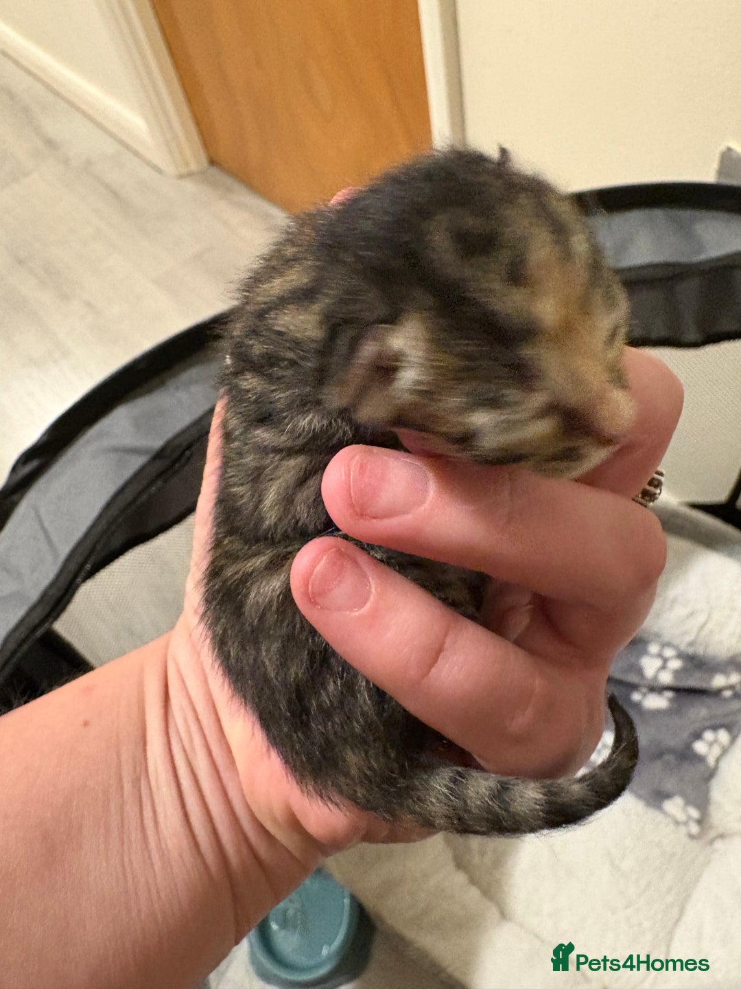 Domestic Shorthair cats for sale: Kitten for sale  - Image 1