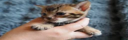 Bengal cats for sale: Silver, Snow Lynx & Brown Rosette Bengals - Advert 33