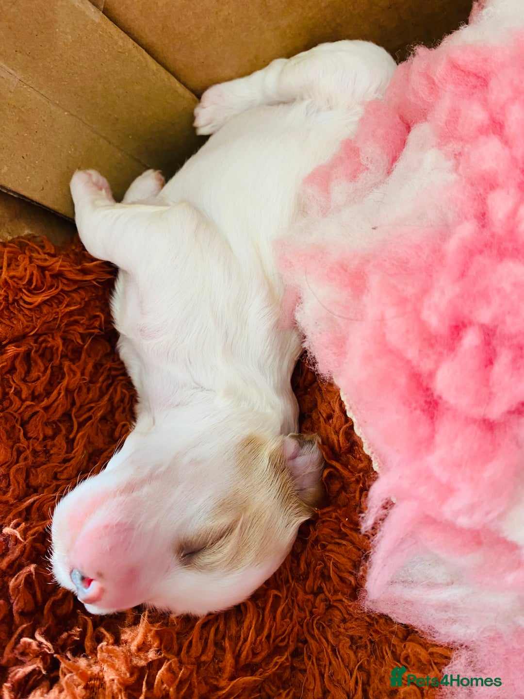 Cockapoo dogs for sale: Cocker Spaniel x Cockapoo Puppies Ready Soon  - Image 19