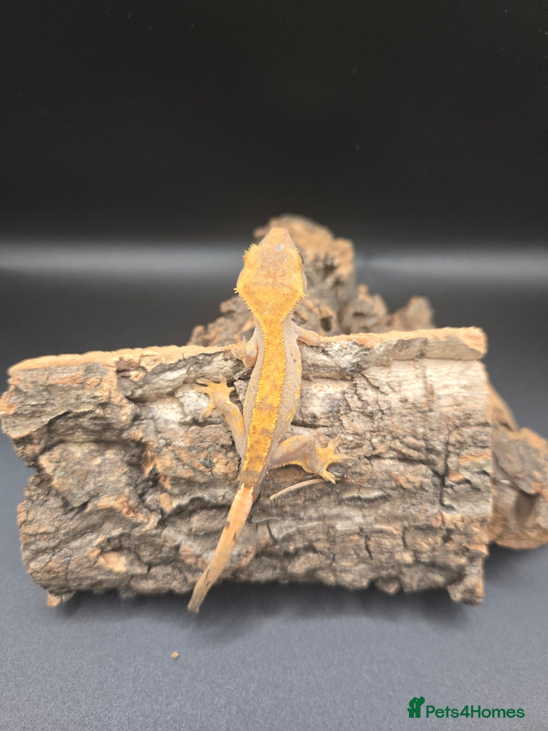 Gecko reptiles for sale: Baby Crested Geckos - Image 4