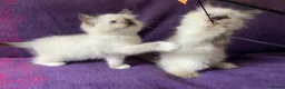 Ragdoll cats for sale: Beautiful Ragdoll Kittens - Advert 4