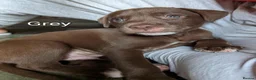 Mixed Breed dogs for sale: 10 Gorgeous male chocolate Labrador cross puppies  in Stafford - Advert 5