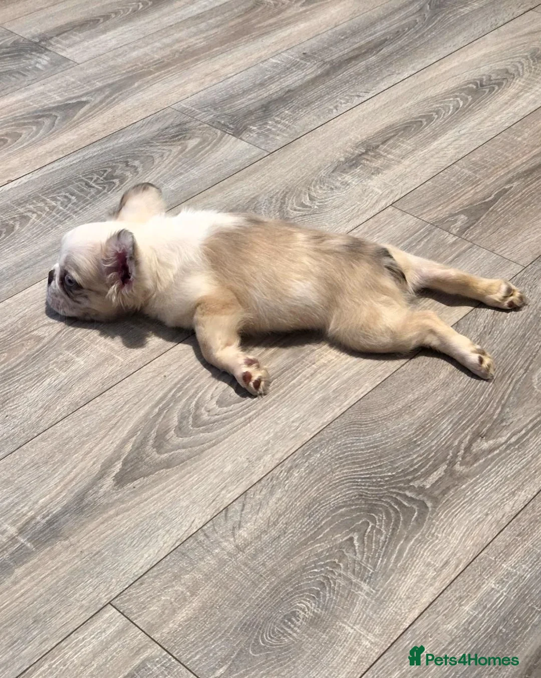 French Bulldog dogs for sale: Fluffy boy French Bulldog  - Advert 5