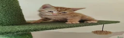 Mixed Breed cats for sale: Ready for their forever home  - Advert 3