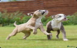 Olde English Bulldogge dogs for sale: 🛑23 YEARS🛑5⭐️APPROVED⭐️LICENSED  - Image 8