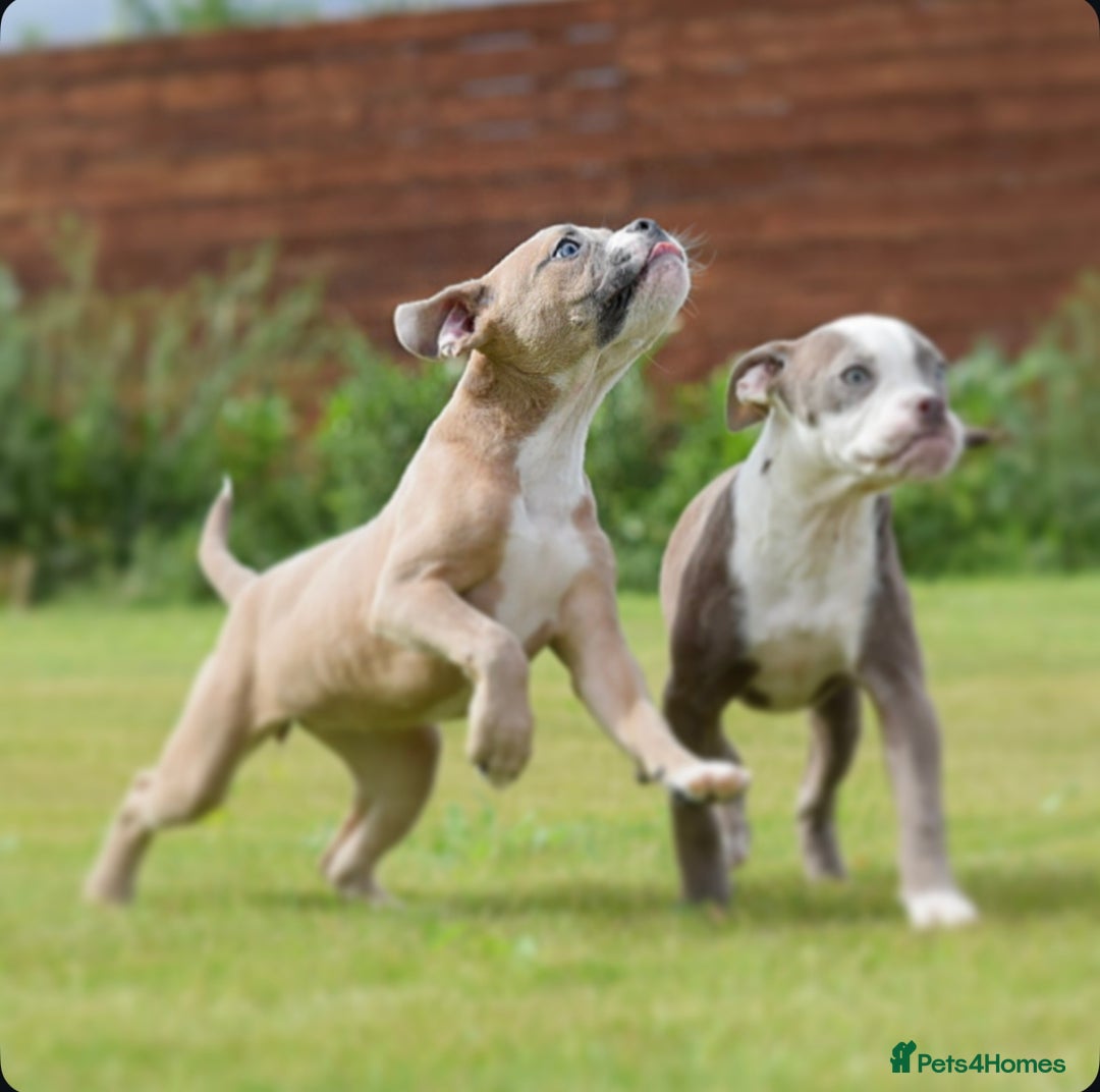 Olde English Bulldogge dogs for sale: 🛑23 YEARS🛑5⭐️APPROVED⭐️LICENSED  - Image 8