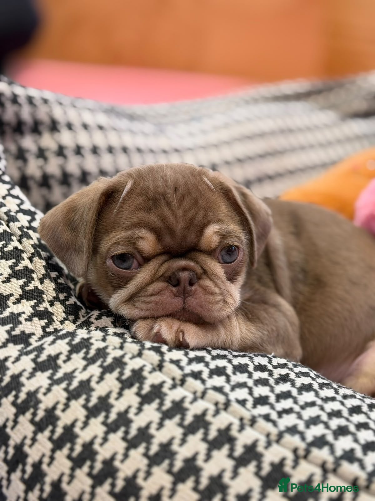 Pug dogs for sale: Last girl  available 3rd generation  - Advert 1