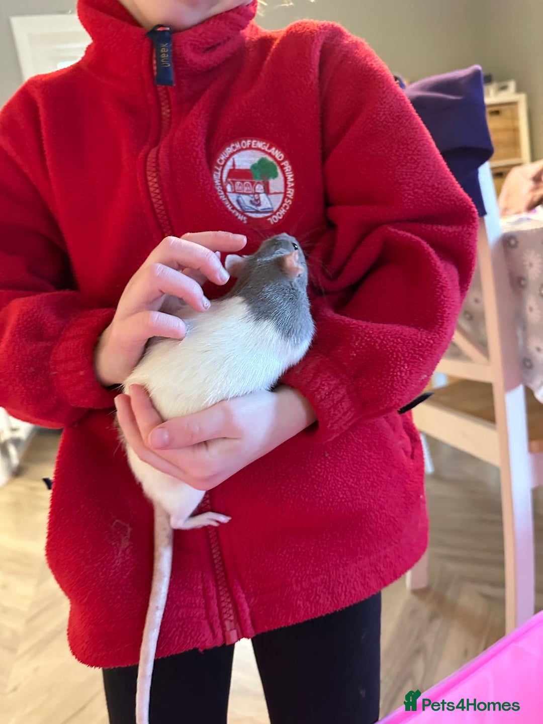 Rat rodents for sale: Two Pet Rats and Cage - Advert 6