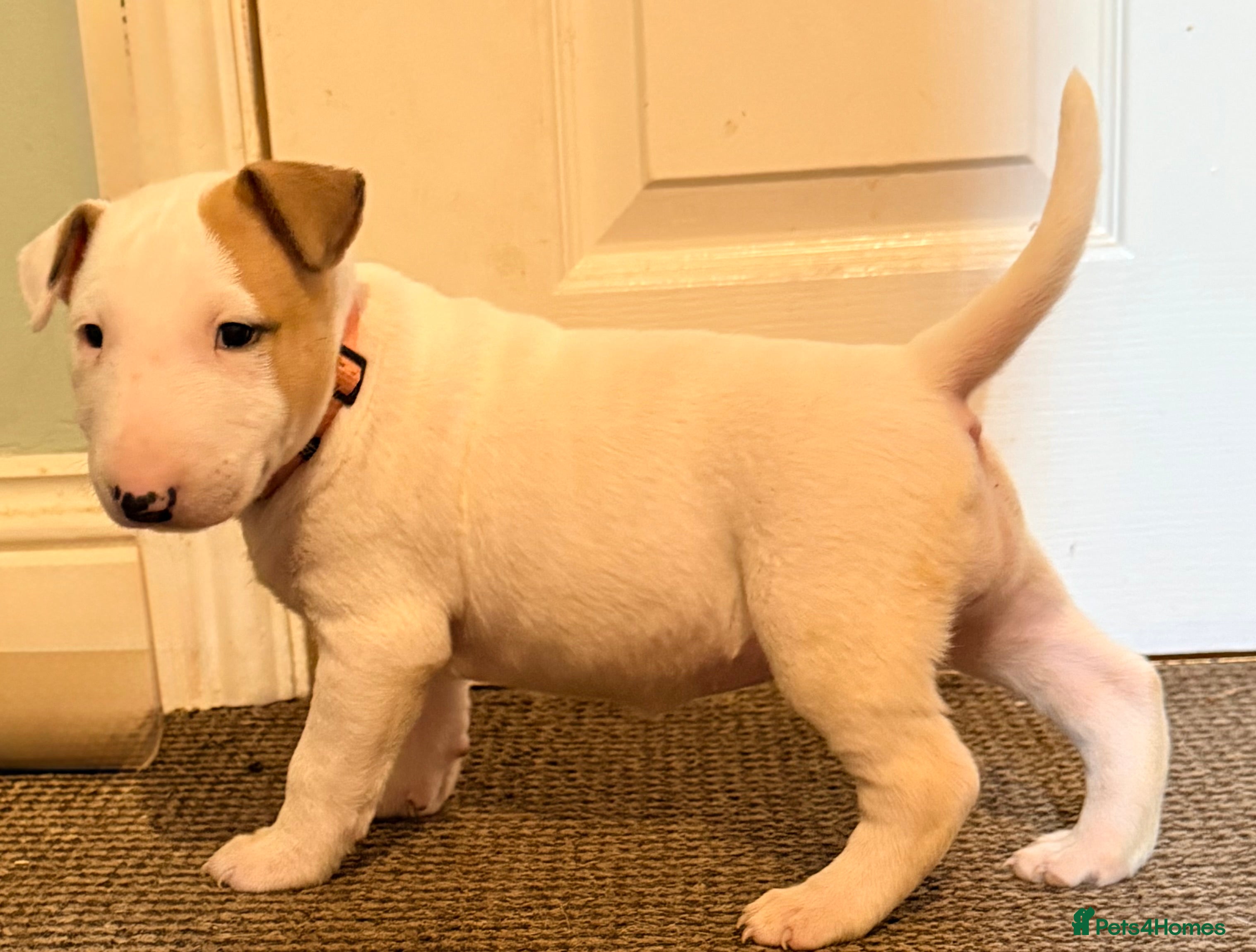 English Bull Terrier dogs Beautiful English bull terrier pups 5 girls  - Advert 1