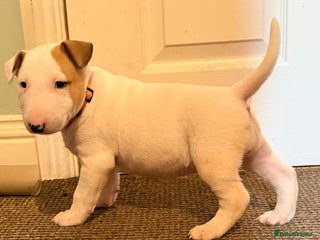 English Bull Terrier dogs Beautiful English bull terrier pups 5 girls - Advert 8