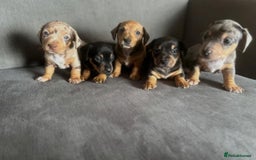 Miniature Dachshund dogs for sale: ADORABLE MINIATURE DACHSHUND PUPPIES - Image 1