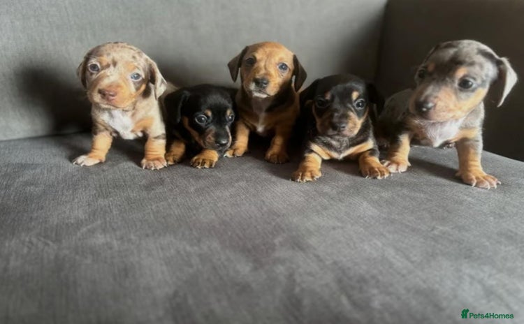 Miniature Dachshund dogs - Advert 10