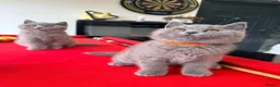 British Shorthair cats for sale: 2 BOYS AVAILABLE - GCCF BSH Kittens - Advert 4