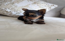 Yorkshire Terrier dogs for sale: Wonderful Yorkshire terrier puppies  - Image 2
