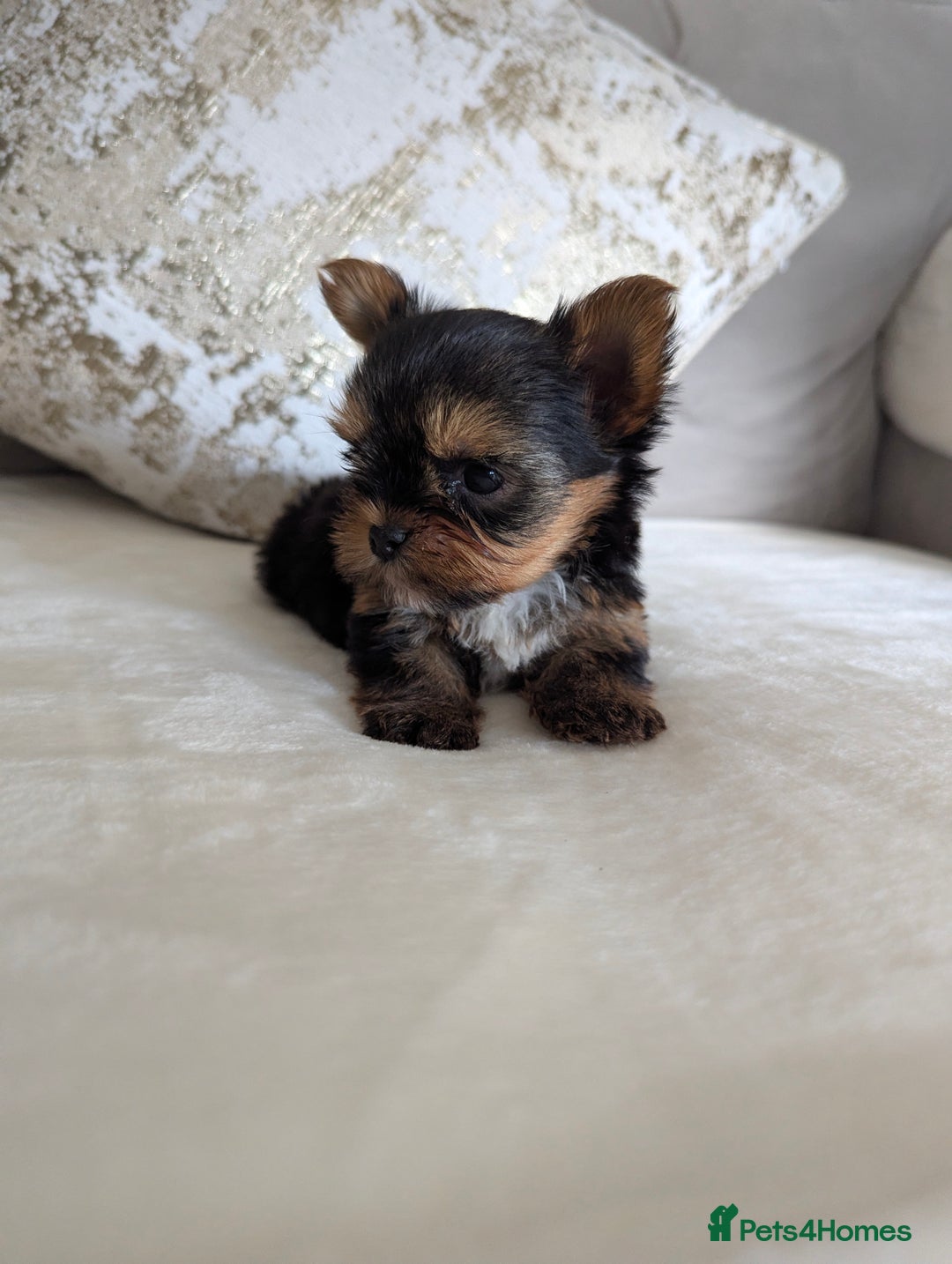 Yorkshire Terrier dogs for sale: Wonderful Yorkshire terrier puppies  - Image 2