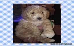 Cockapoo dogs for sale: Champagne and white toy sized male cockapoo  - Image 1