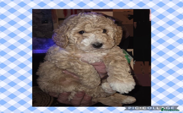 Cockapoo dogs - Advert 1