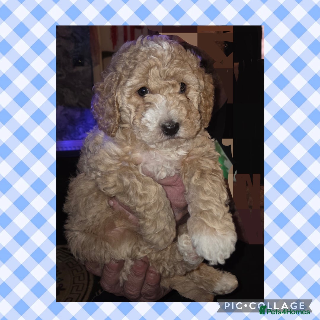 Cockapoo dogs for sale: Champagne and white toy sized male cockapoo  - Image 1