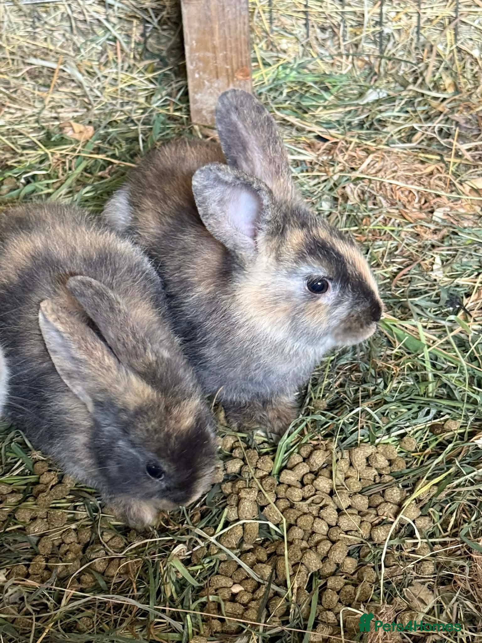 Mixed Breed rabbits Stunning selection of rabbits - Advert 3