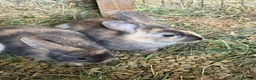 Mixed Breed rabbits for sale: Stunning selection of rabbits - Advert 1