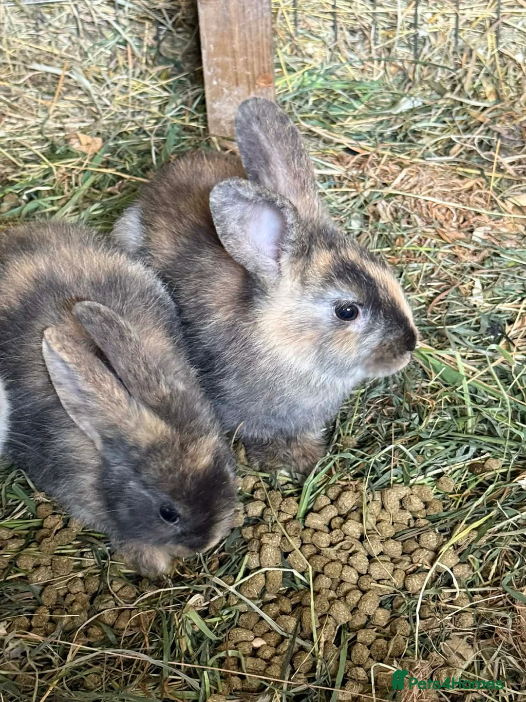 Mixed Breed rabbits for sale: Stunning selection of rabbits - Advert 1
