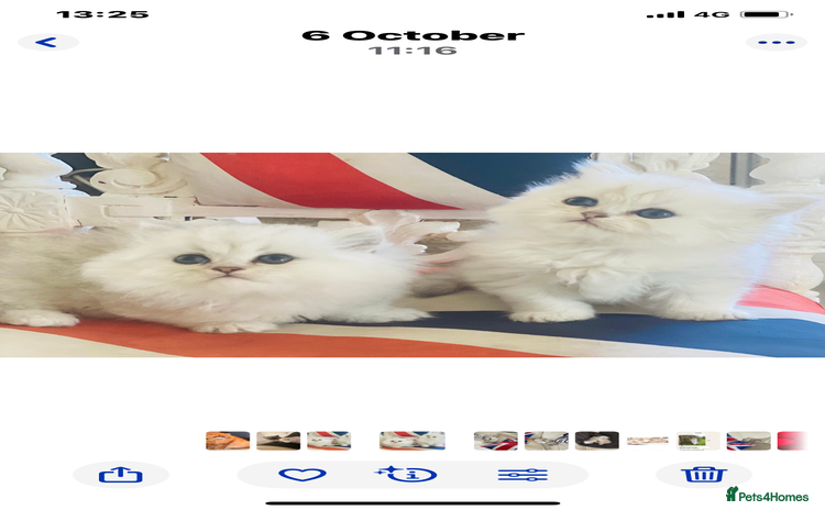 Persian cats - Advert 6