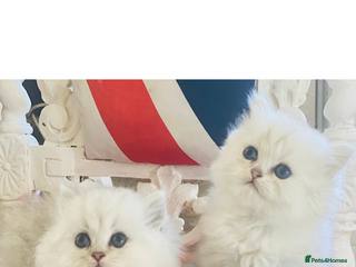 Persian cats - Advert 17