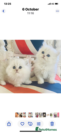 Persian cats - Advert 6