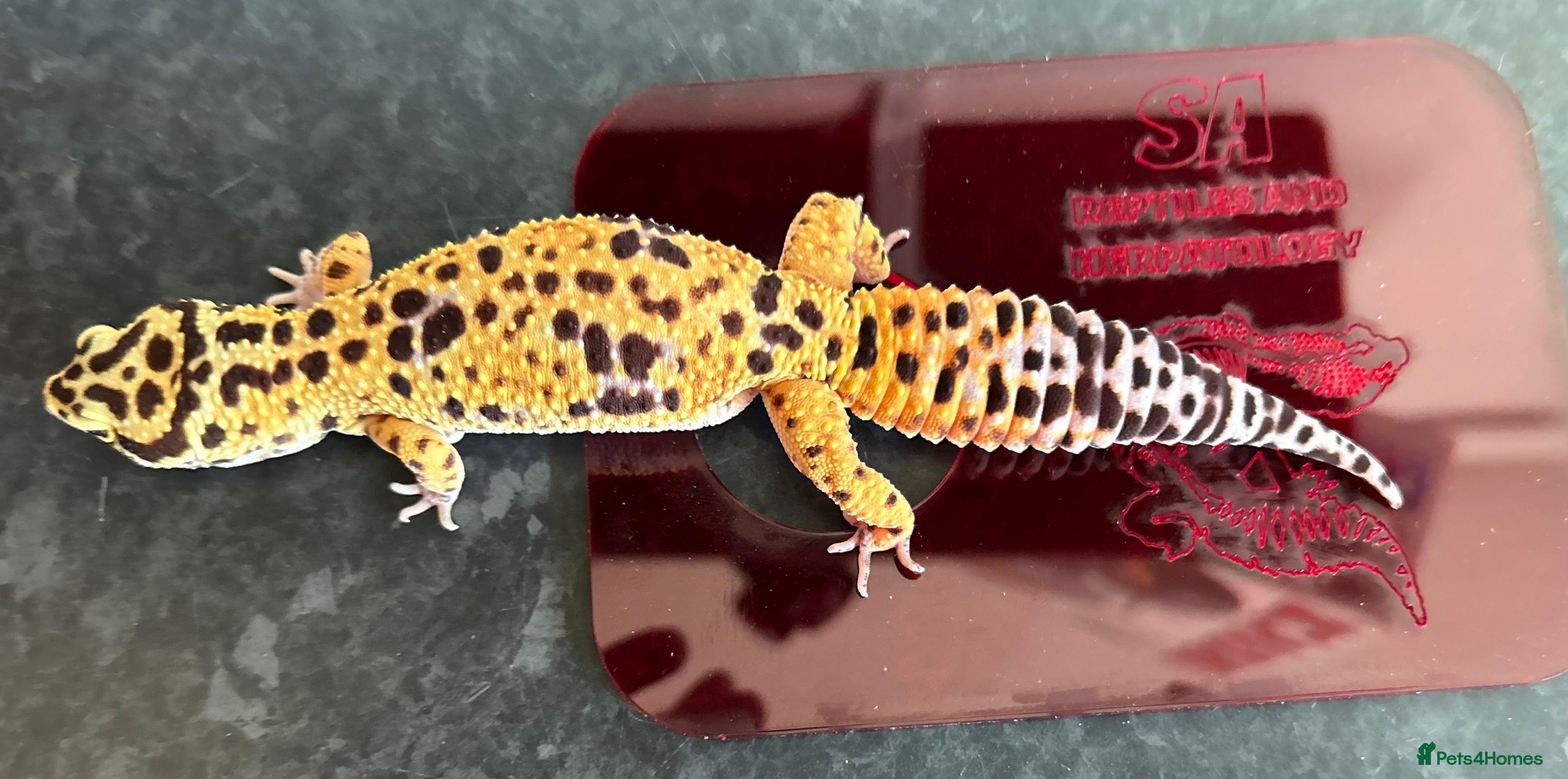 Leopard Gecko reptiles Leopard Gecko Group in Chelmsford - Advert 1