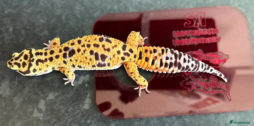 Leopard Gecko reptiles for sale: Leopard Gecko Group in Chelmsford - Advert 1