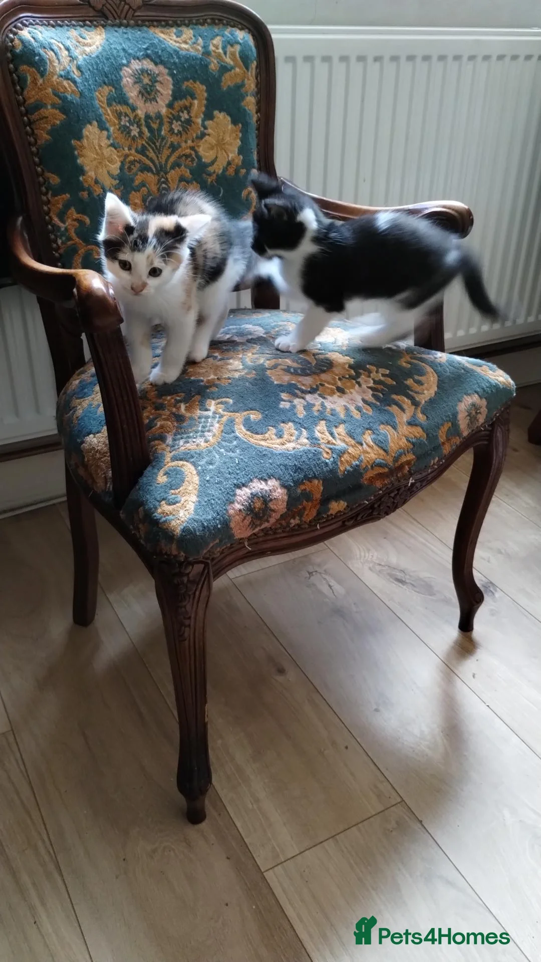 Mixed Breed cats for sale: Beautiful fluffy kittens - Advert 2