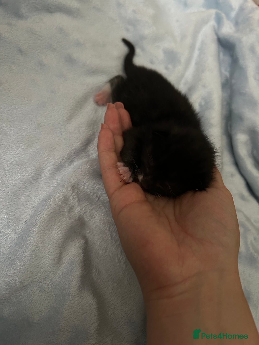 Mixed Breed cats for sale: Kittens ready end of november - Image 5
