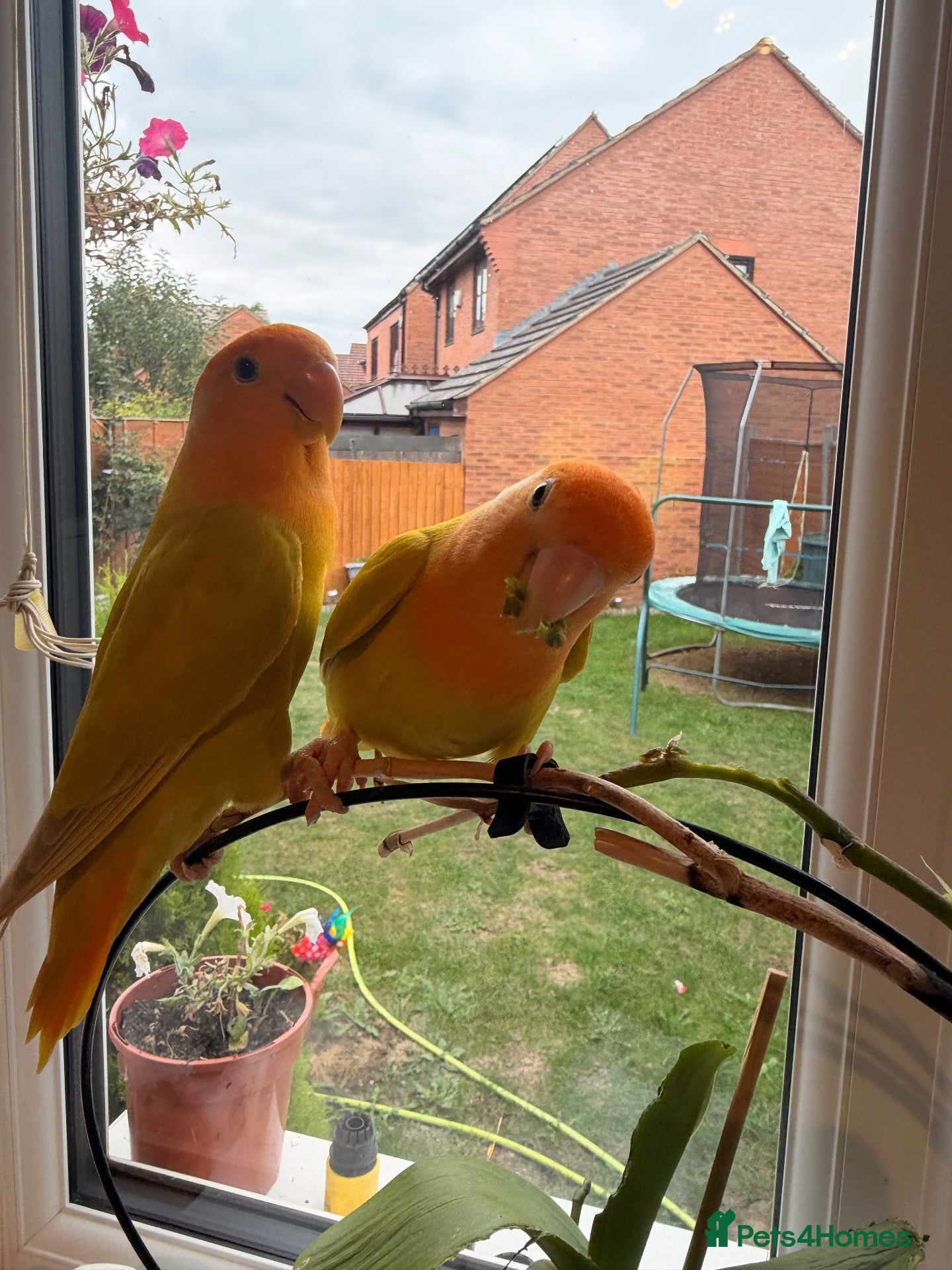 Lovebirds birds Beautiful Bonded Tame Pair of Lovebirds 1 year old - Advert 1