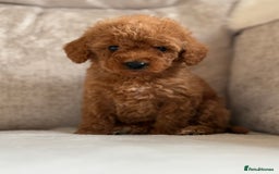 Miniature Poodle dogs for sale: 4 gorgeous miniature girl poodles - Advert 4