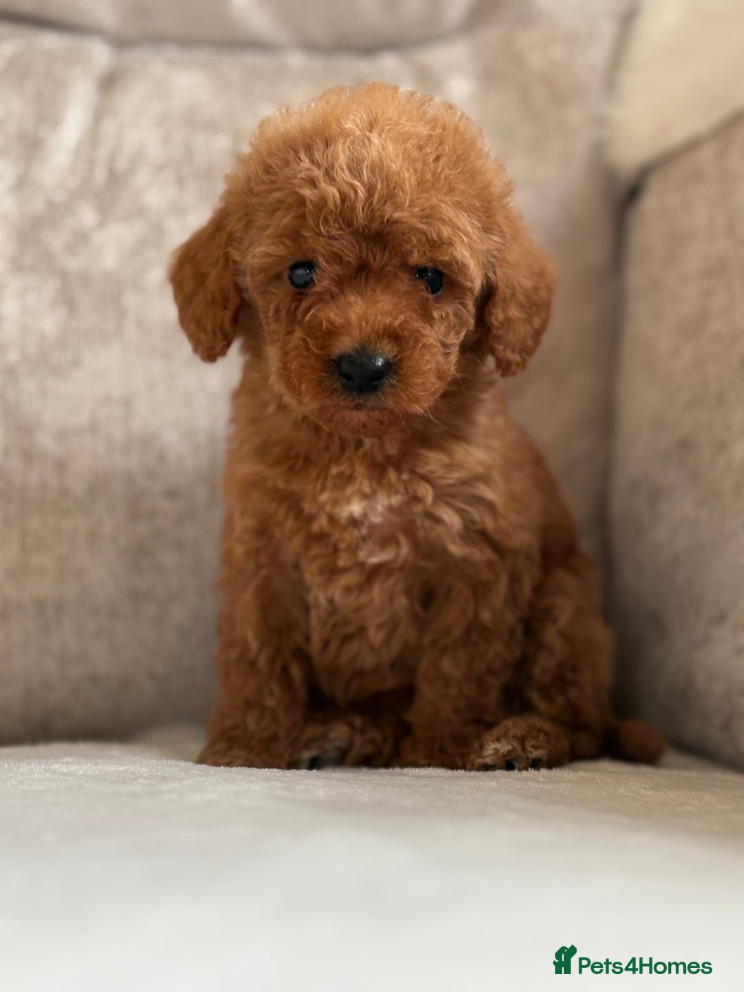 Miniature Poodle dogs for sale: 4 gorgeous miniature girl poodles - Advert 4