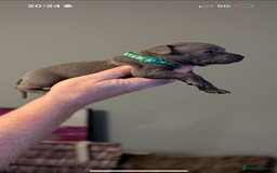 Staffordshire Bull Terrier dogs for sale: Staffordshire bull terrier Staffy staffie - Image 4